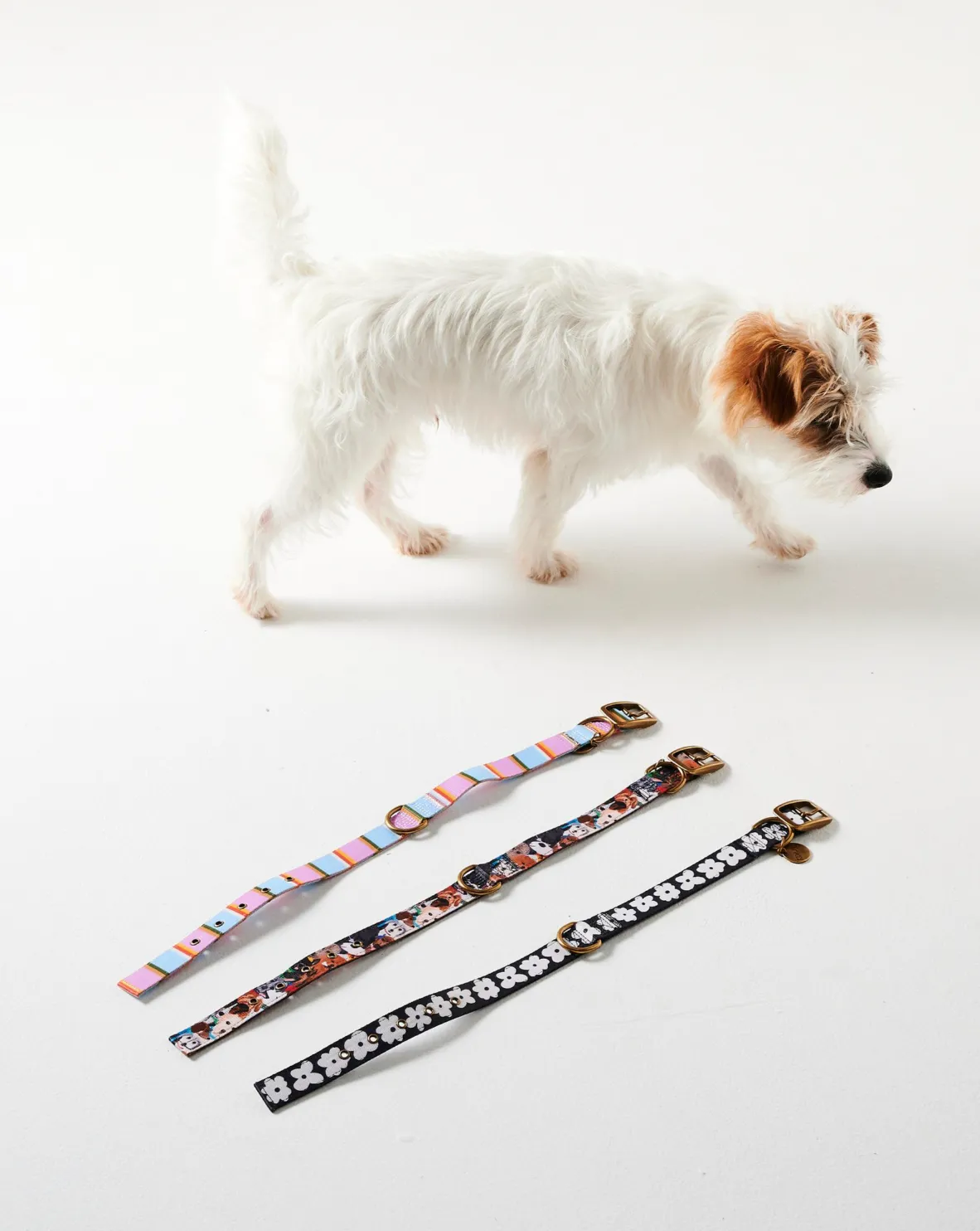 Kip & Co Fez Stripe Dog Collar