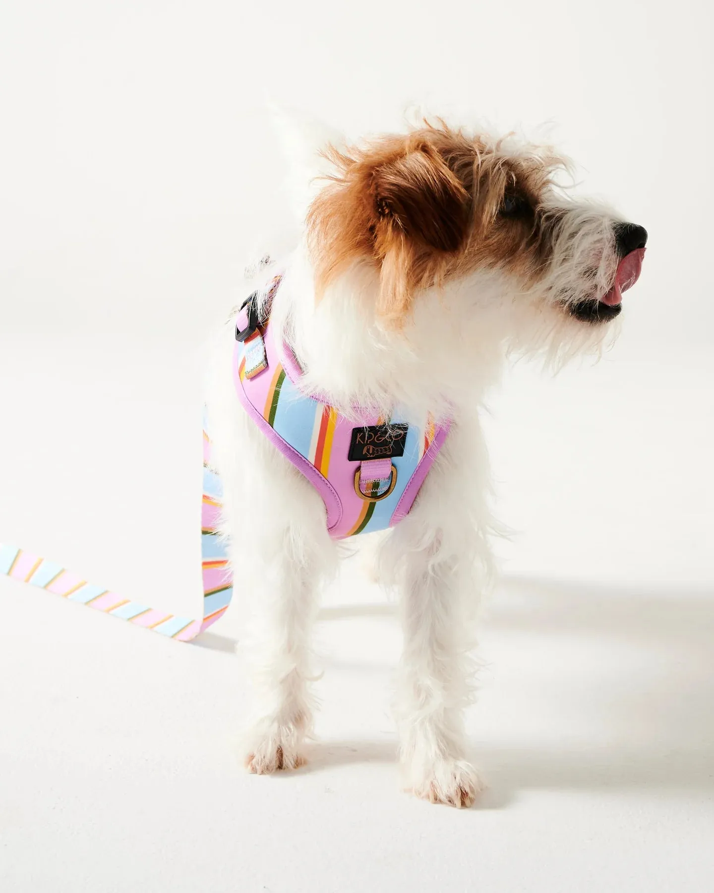 Kip & Co Fez Stripe Dog Harness