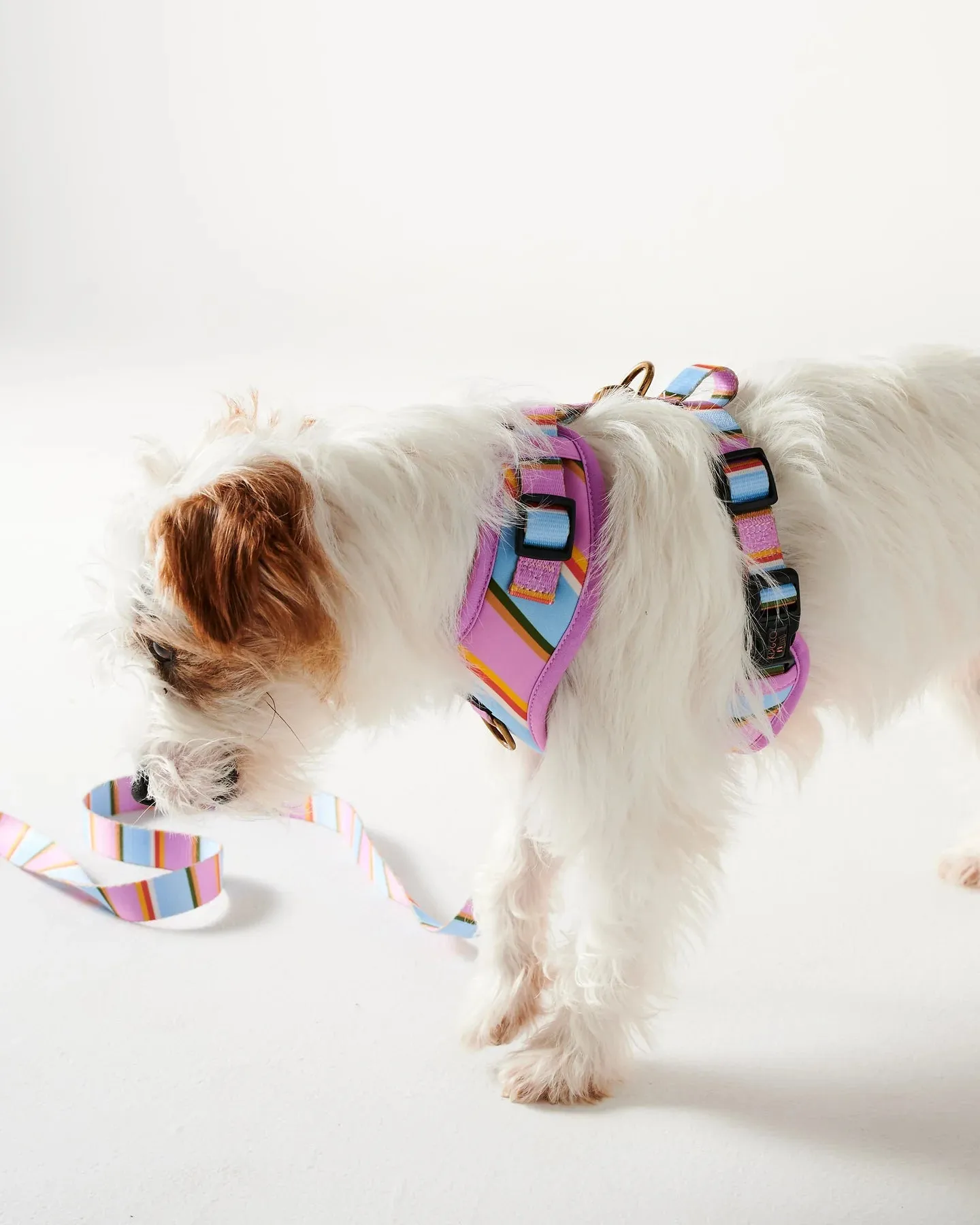 Kip & Co Fez Stripe Dog Harness