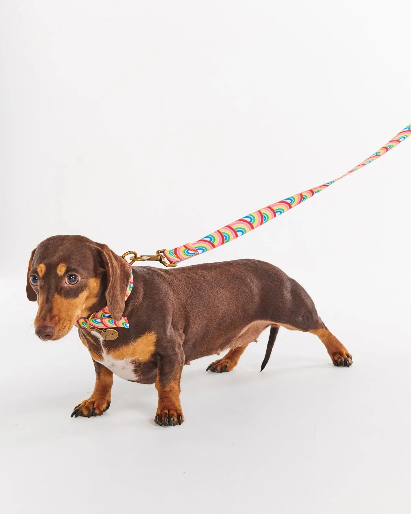 Kip & Co Rainbow Spray Dog Collar