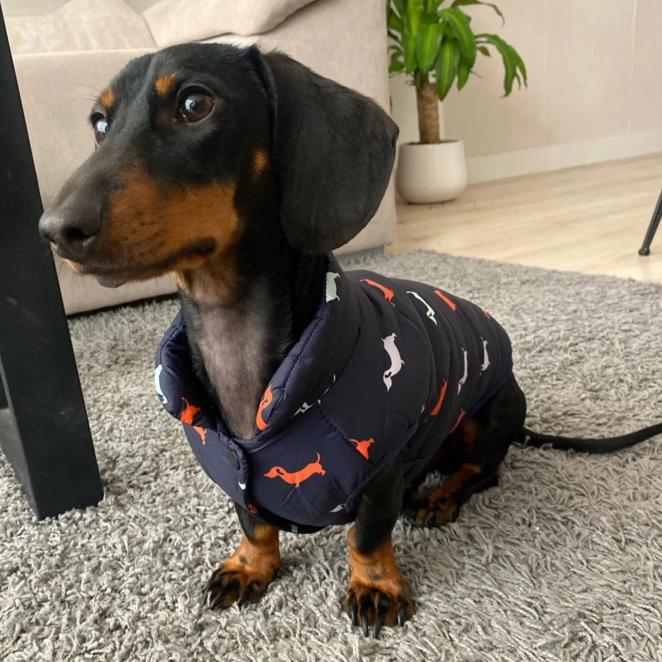 Milo Dachshund Jacket